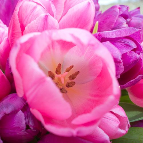 Tulp close up