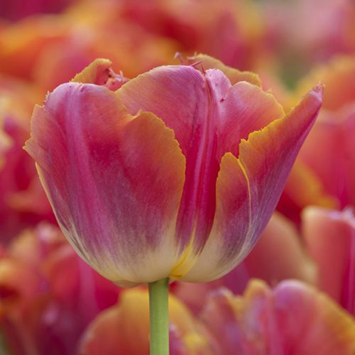 Tulp zij aanzicht